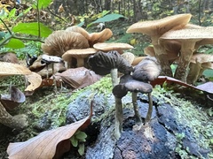 Psilocybe serbica