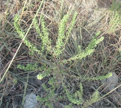 Iva angustifolia