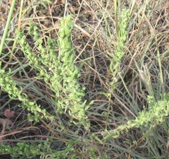 Iva angustifolia