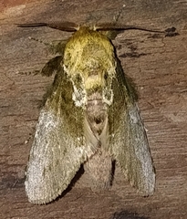 Disphragis manethusa