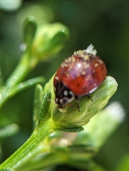 Hesperomyces virescens
