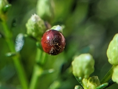 Hesperomyces virescens