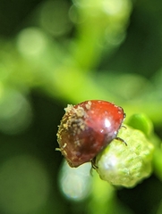 Hesperomyces virescens