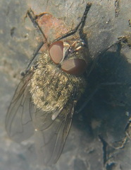 Pollenia rudis