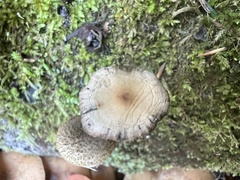Psilocybe serbica