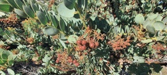 Arctostaphylos pringlei drupacea