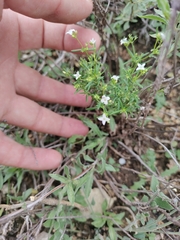Polypremum procumbens