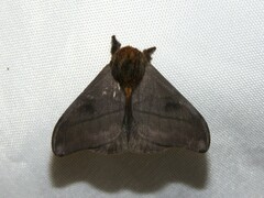 Hylesia pallidex