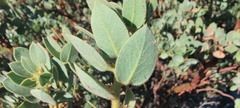 Arctostaphylos pringlei drupacea