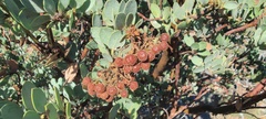 Arctostaphylos pringlei drupacea