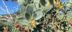 Arctostaphylos pringlei drupacea