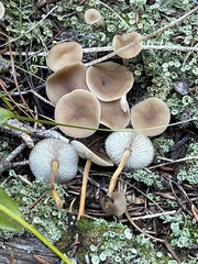 Strobilurus albipilatus