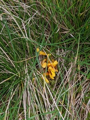 Clavulinopsis helvola