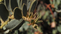 Arctostaphylos pringlei drupacea