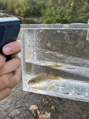 Etheostoma caeruleum