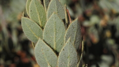 Arctostaphylos pringlei drupacea