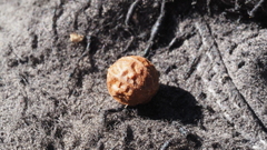 Arctostaphylos pringlei drupacea