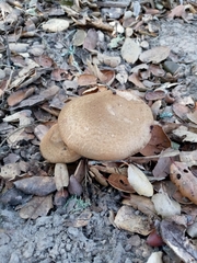Paxillus involutus