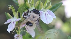 Reedapis bathycyanea