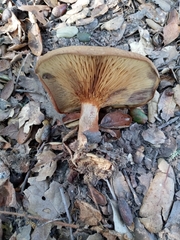 Paxillus involutus