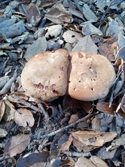 Paxillus involutus