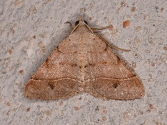 Frederickia subterminata