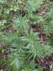 Polygonatum verticillatum