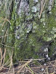 Phaeophyscia adiastola