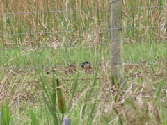 Anas platyrhynchos × fulvigula