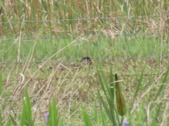 Anas platyrhynchos × fulvigula