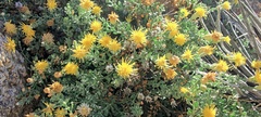 Ericameria cuneata macrocephala