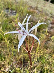Crinum americanum