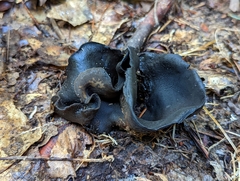 Ionomidotis irregularis