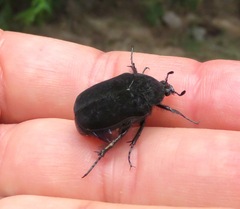 Cotinis impia
