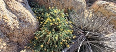 Ericameria cuneata macrocephala