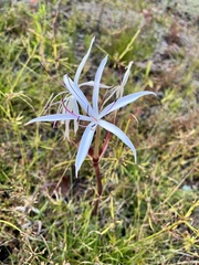 Crinum americanum