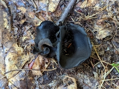 Ionomidotis irregularis