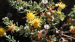 Ericameria cuneata macrocephala