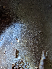 Ionomidotis irregularis