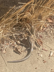 Plestiodon skiltonianus