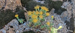 Ericameria cuneata macrocephala
