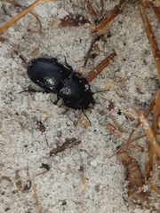 Pasimachus sublaevis