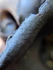 Ionomidotis irregularis