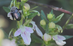 Reedapis bathycyanea