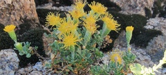 Ericameria cuneata macrocephala