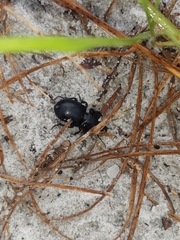 Pasimachus sublaevis