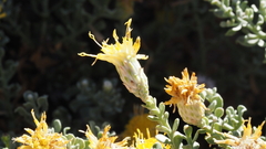 Ericameria cuneata macrocephala