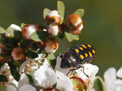 Castiarina xanthopilosa
