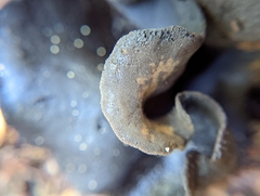 Ionomidotis irregularis