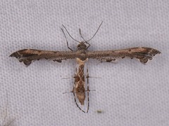 Michaelophorus indentatus